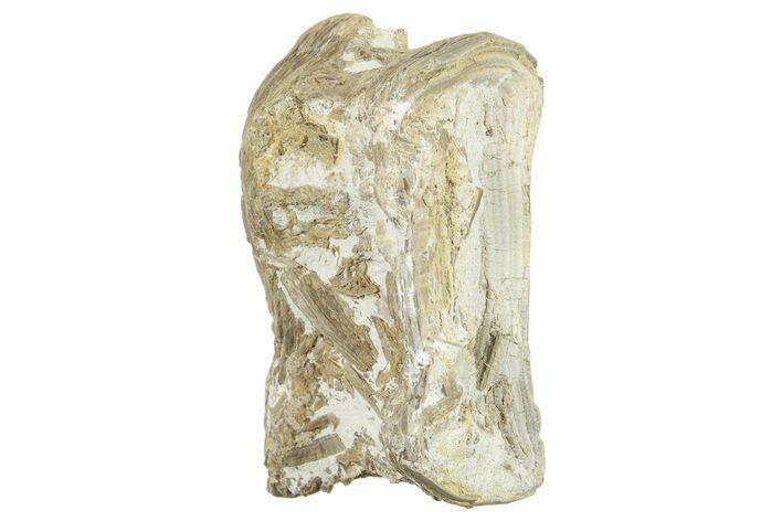 Pachyrhizodus (Monster Fish) Vertebra - Kansas #254625